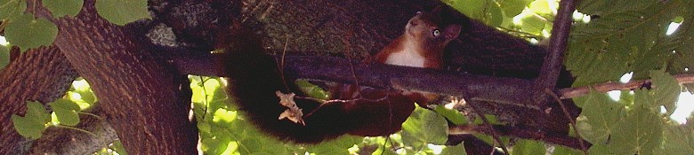 Eyecatcher Image: /img/eyecatcher/natur_tiere/teaser_780x175_eichhoernchen.jpg